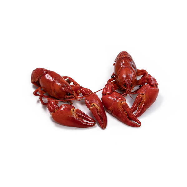 Frysta Signalkräftor