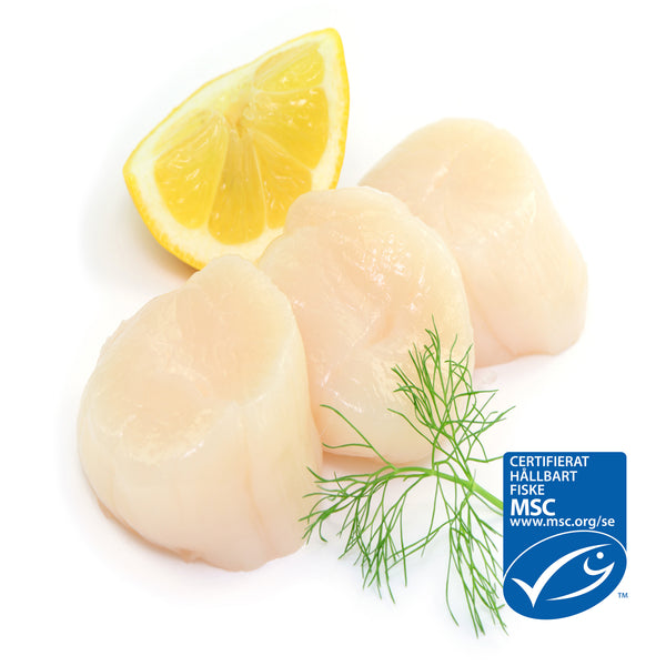 MSC-märkta pilgrimsmusslor